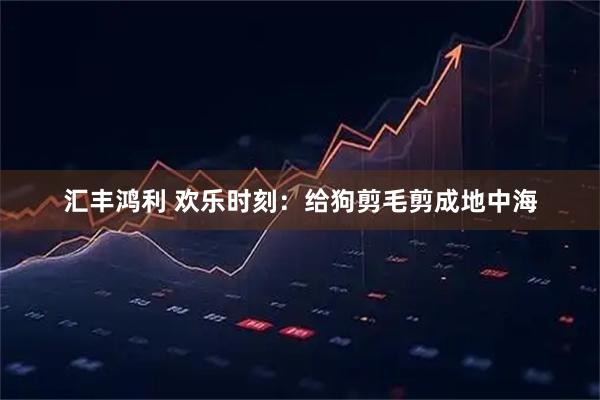 汇丰鸿利 欢乐时刻：给狗剪毛剪成地中海